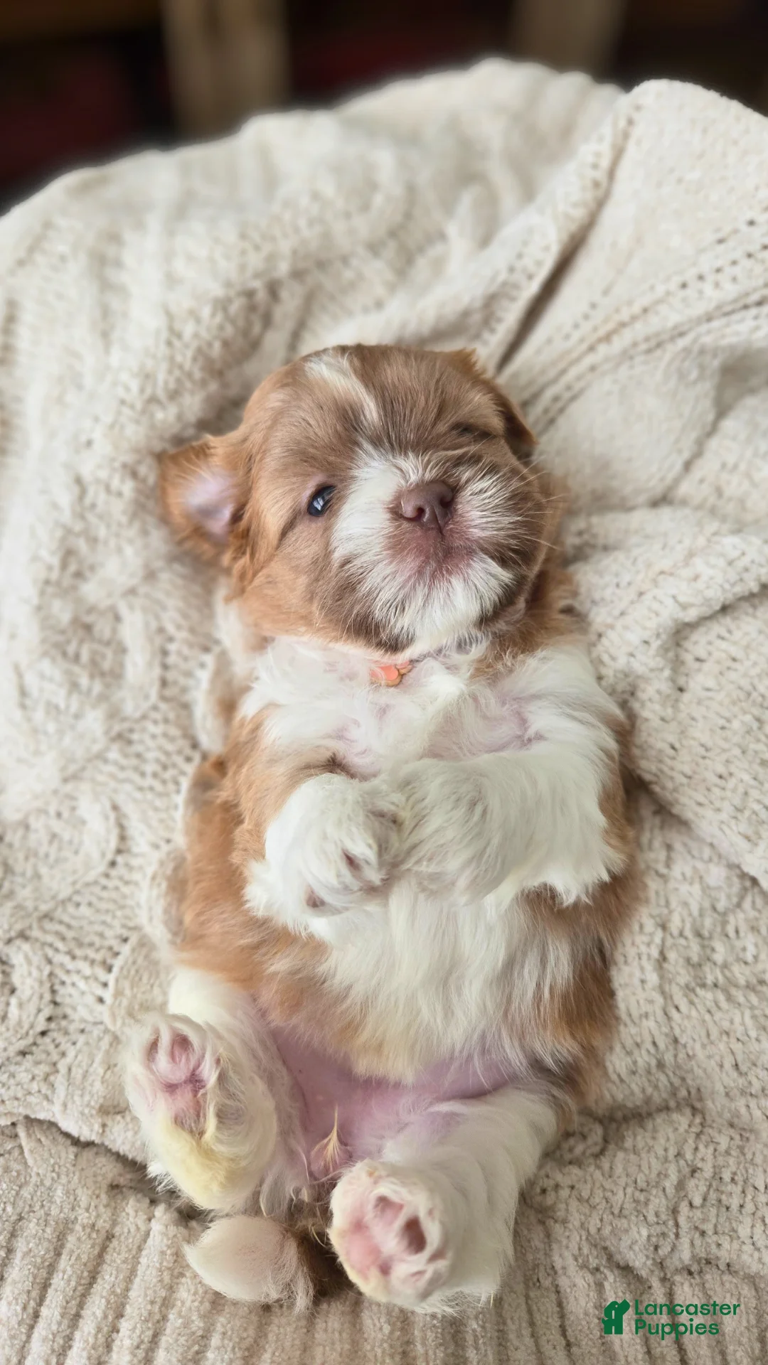 Shih Tzu dogs for sale: Belle - Ad 2
