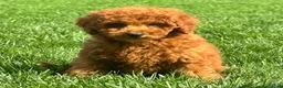 Miniature Poodle dogs for sale: Theo - Ad 2