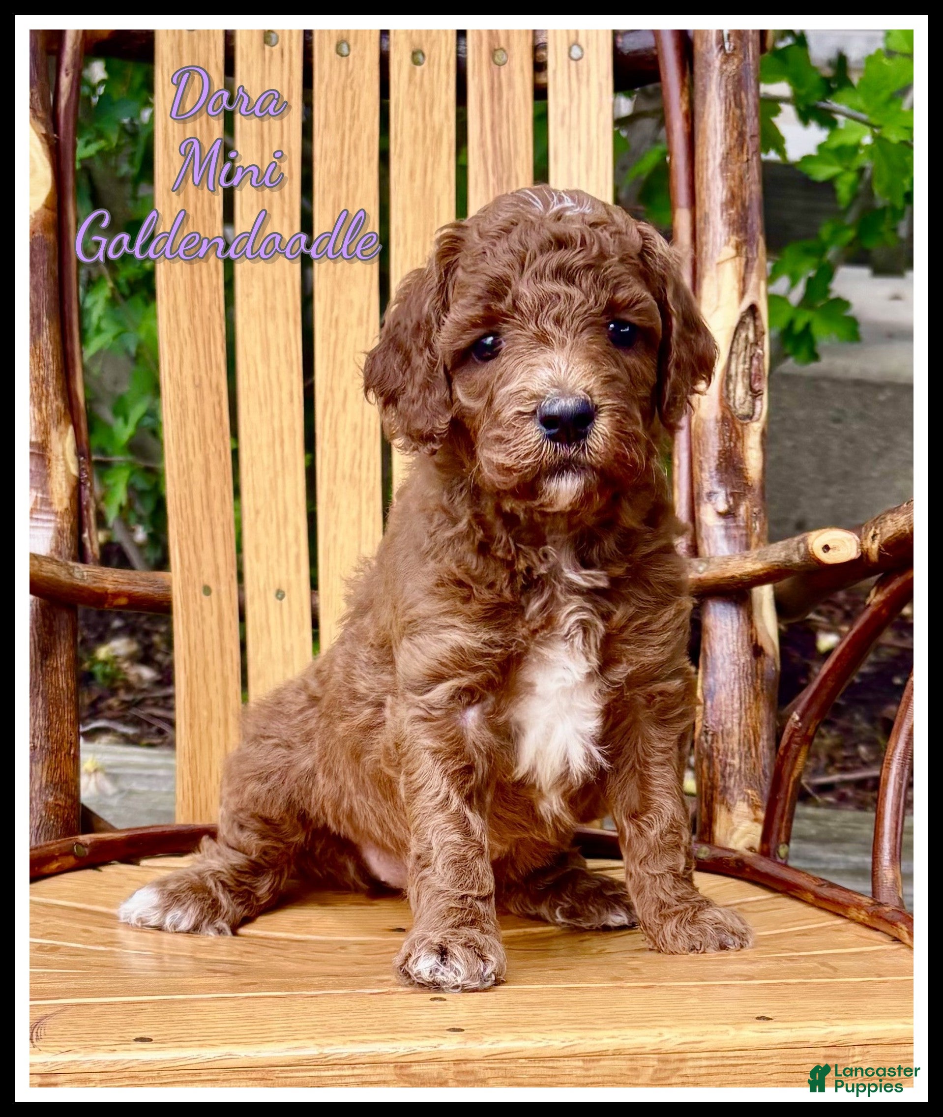 Mini Goldendoodle dogs for sale: Dora - Ad 1