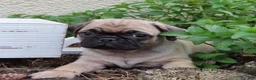 Pug dogs for sale: Greyson - Ad 1