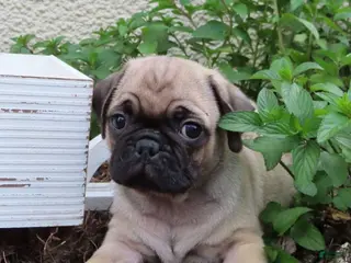 Pug dogs Greyson - Ad 15