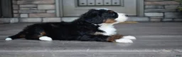 Mini Bernedoodle dogs for sale: Jewel - Ad 19