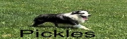 Miniature Australian Shepherd dogs for sale: Otto - Ad 6