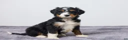 Bernedoodle dogs for sale: Kara - Ad 4