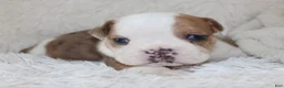 English Bulldog dogs for sale: Henry - Ad 6