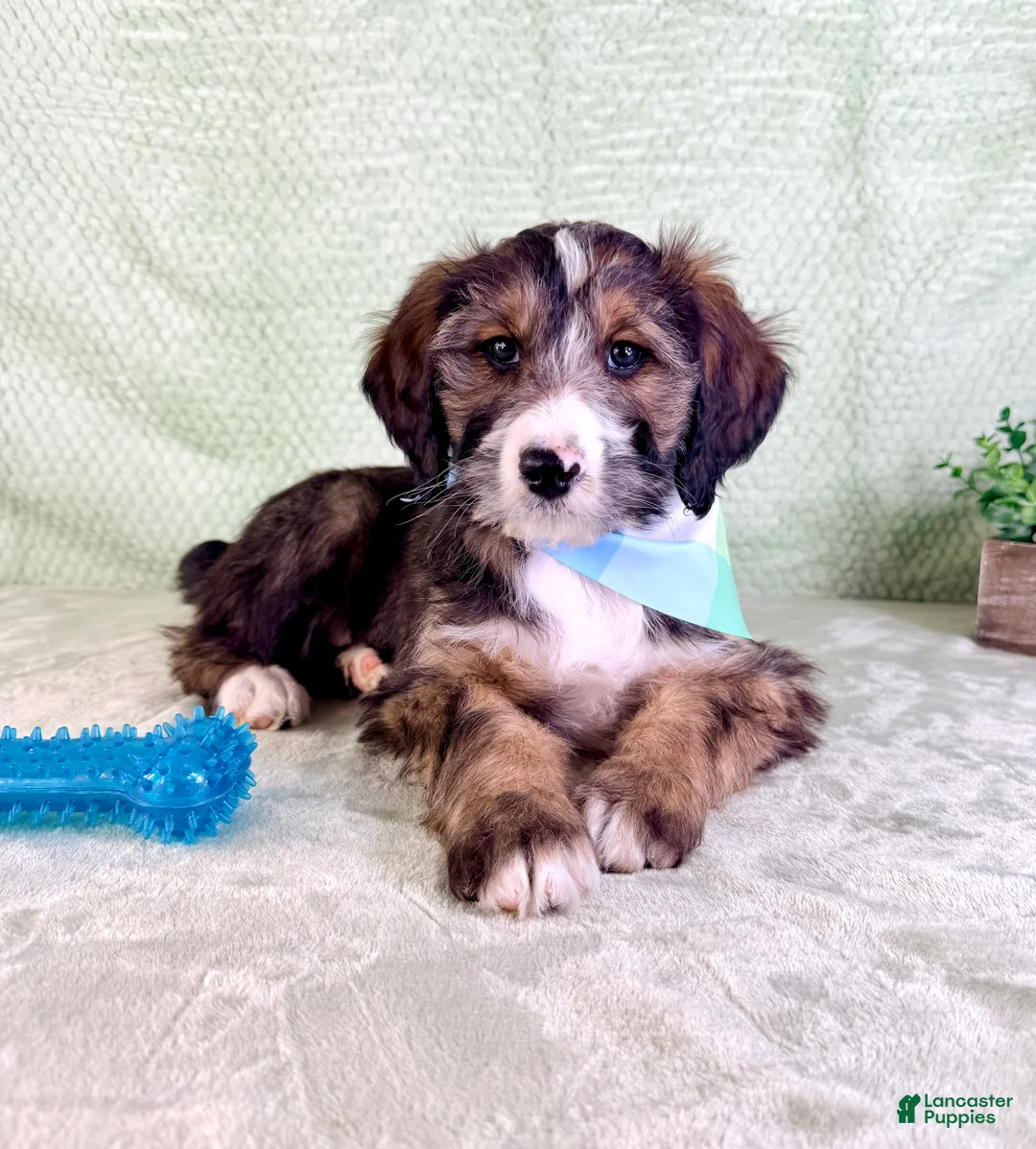 Bernedoodle dogs for sale: Franklin - Ad 2