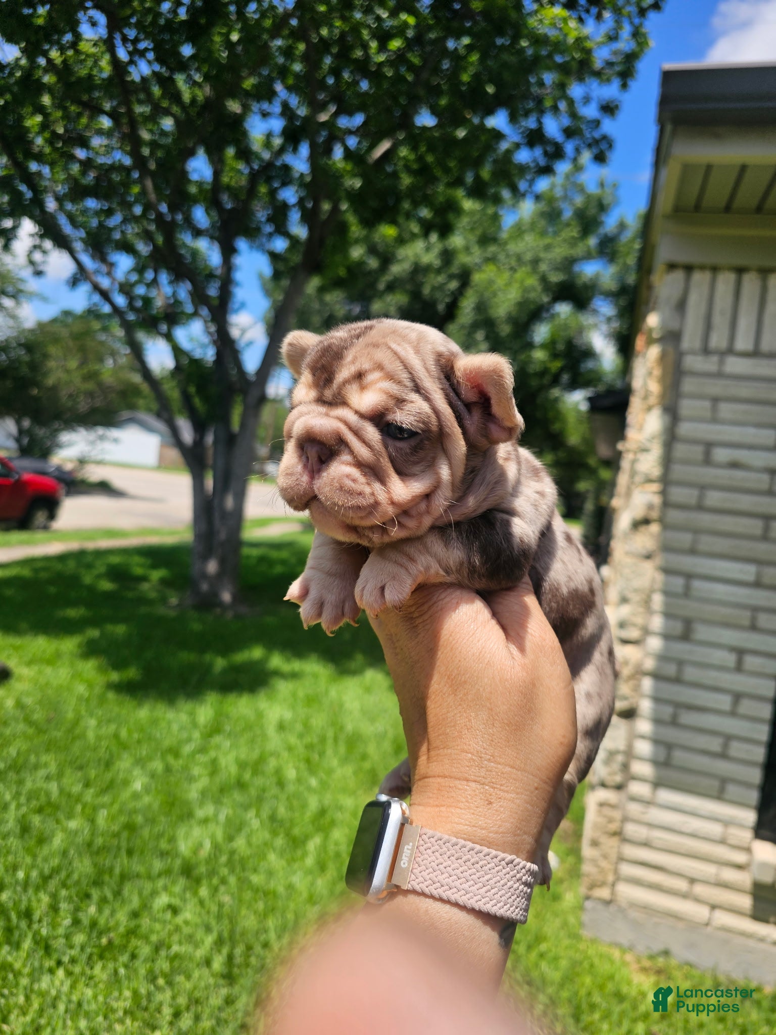 French Bulldog dogs French Bulldog 2 - Ad 2
