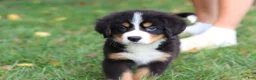 Bernese Mountain Dog dogs for sale: Sugar - Ad 11
