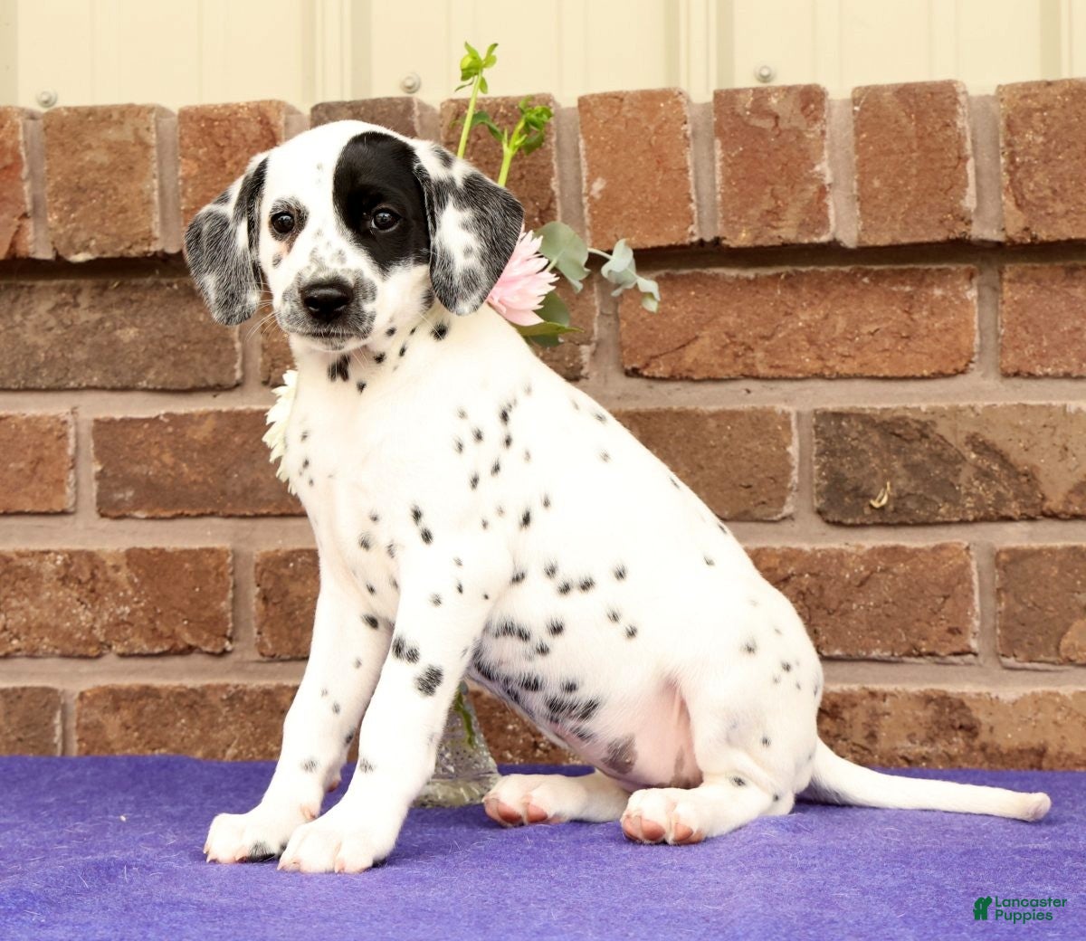 Dalmatian dogs Ellie - Ad 2