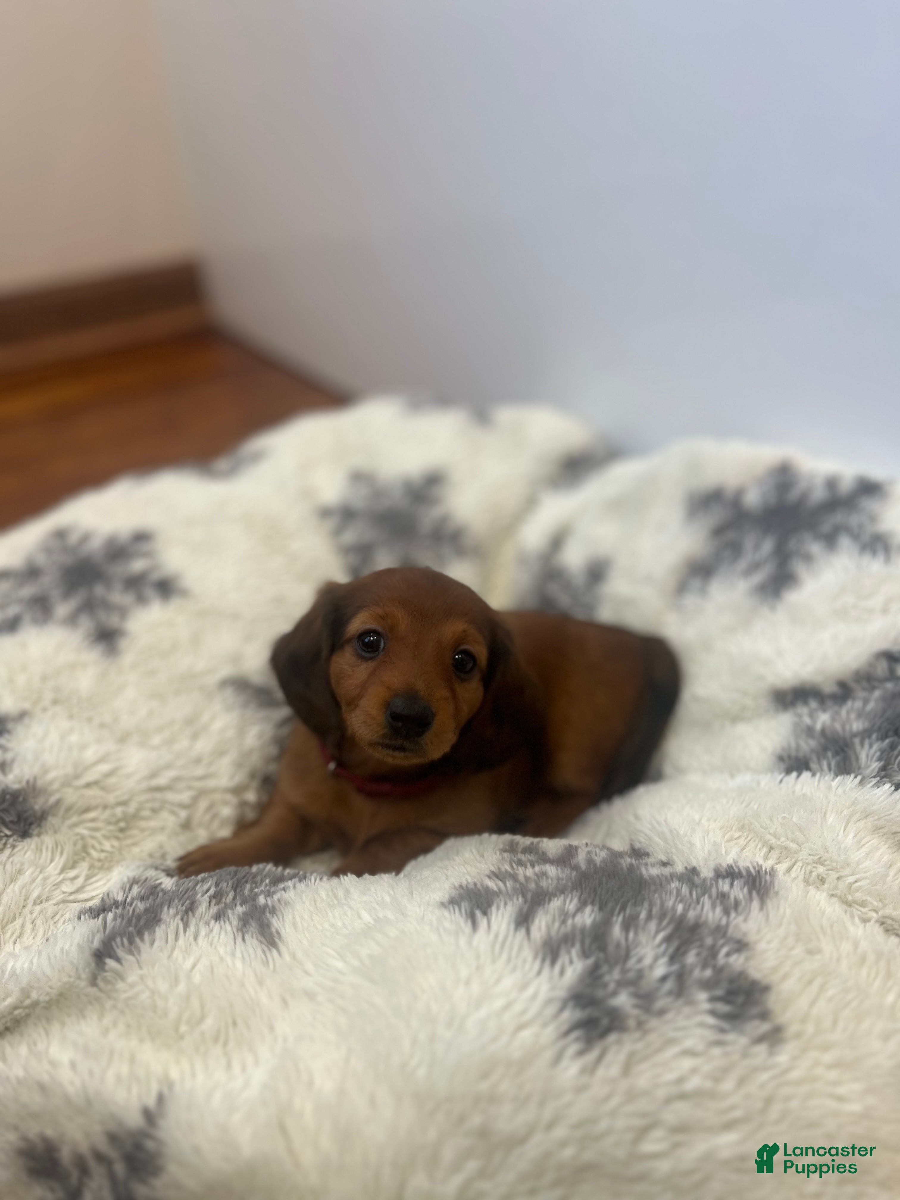 Miniature Dachshund dogs Cocoa Bean - Ad 1