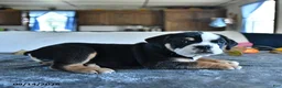 Beabull dogs for sale: Vance - Ad 2
