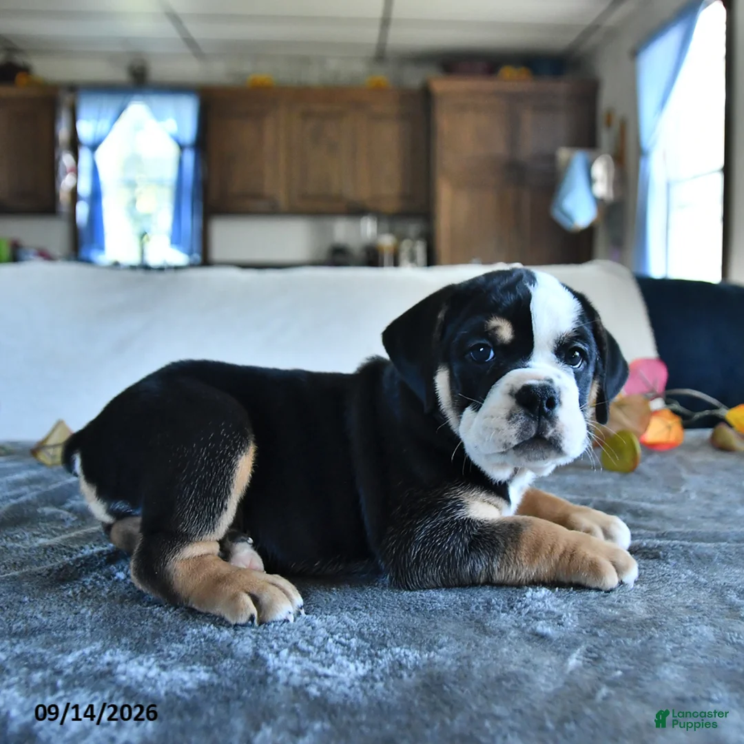 Beabull dogs for sale: Vance - Ad 2