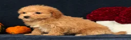 Bichpoo dogs for sale: Oasis - Ad 8