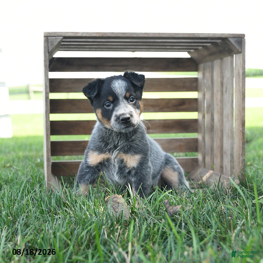 Australian Cattle Dog dogs Blossom - Ad 1