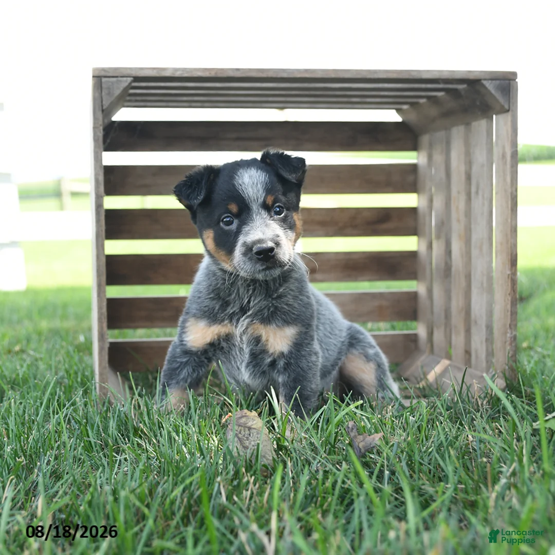 Australian Cattle Dog dogs for sale: Blossom - Ad 1