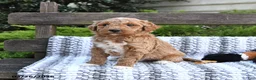 Mini Goldendoodle dogs for sale: Buddy - Ad 3