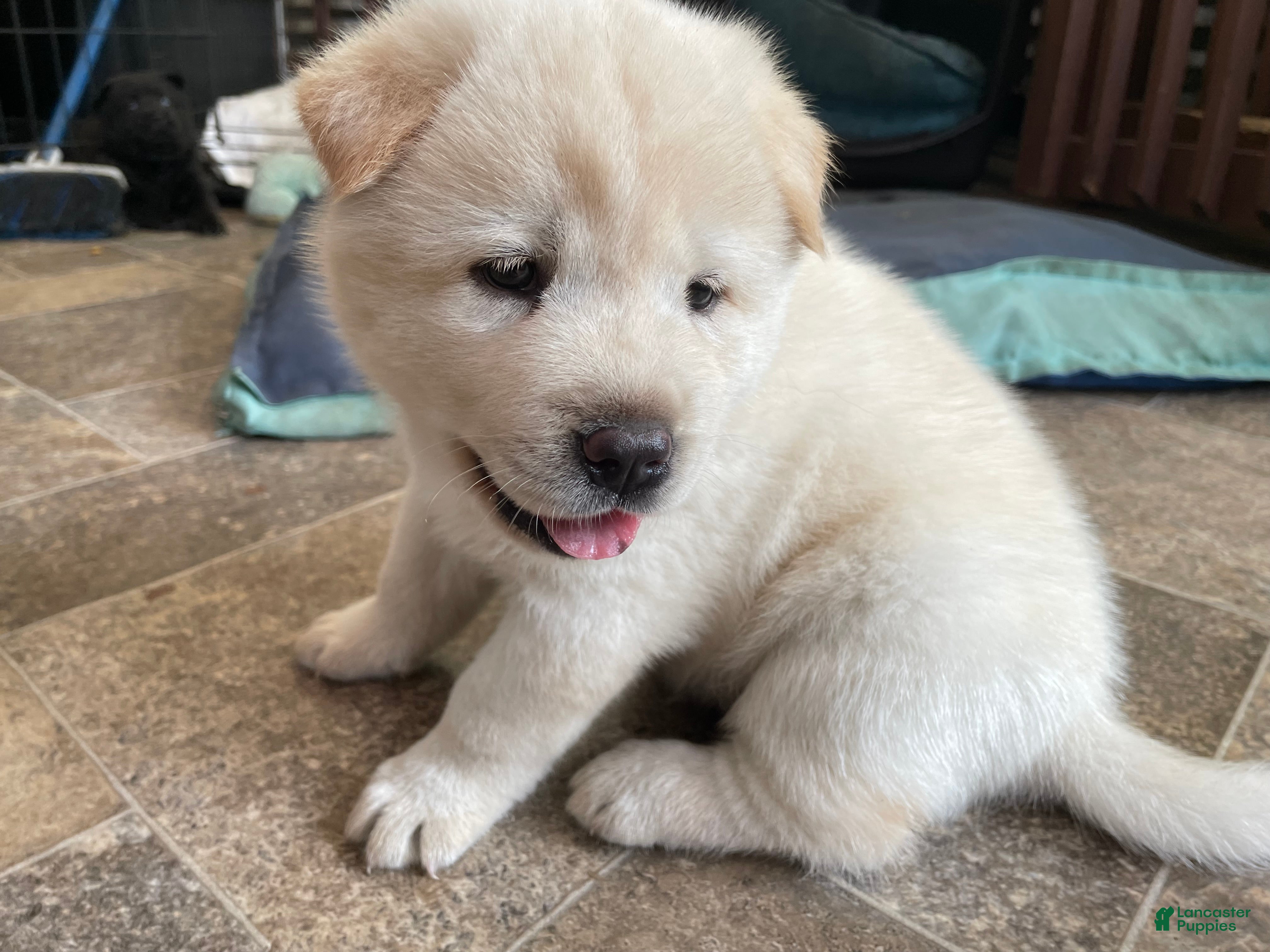 Mixed Breed dogs Chowski boy - Ad 1