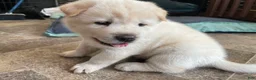 Mixed Breed dogs for sale: Chowski boy - Ad 2