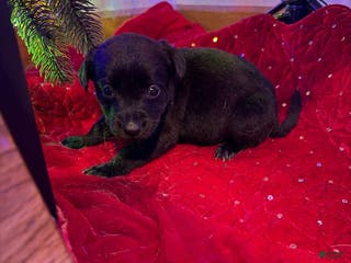 Collie dogs Puppy - Ad 4