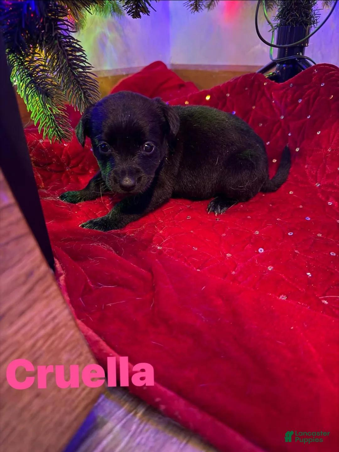 Collie dogs for sale: Puppy - Ad 1