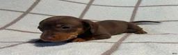 Miniature Dachshund dogs for sale: AKC Wayne delivery available  - Ad 4