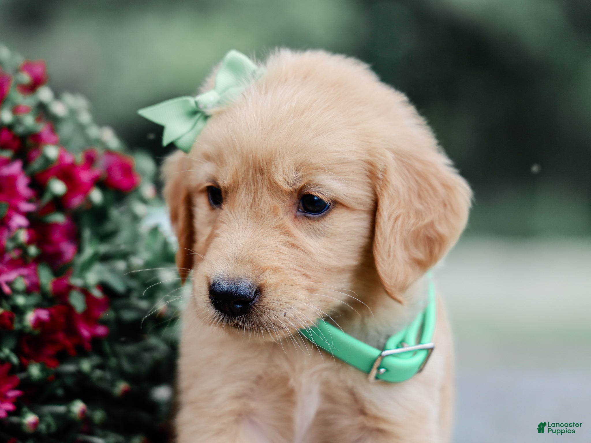 Golden Retriever dogs Aiken AKC Golden Retriever Pup - Ad 1