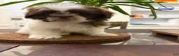 Shih Tzu dogs for sale: Caster - Ad 2