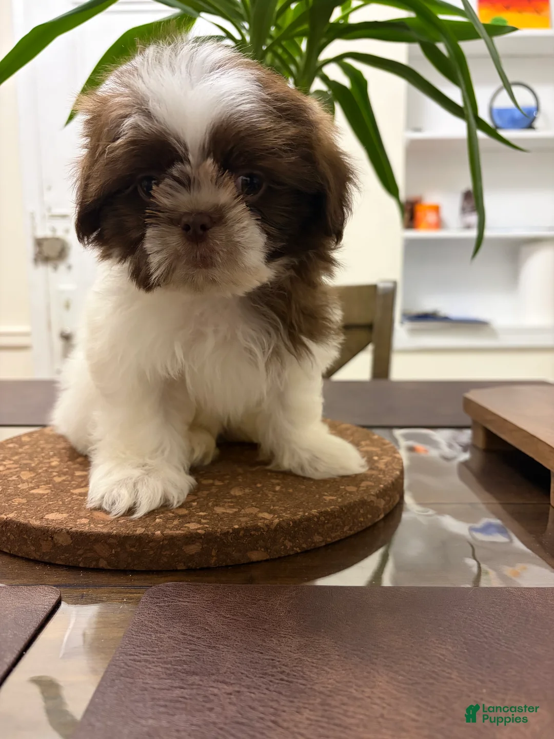 Shih Tzu dogs for sale: Caster - Ad 2