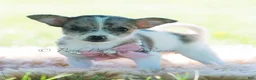Chihuahua dogs for sale: Prada - Ad 4