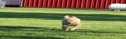 Golden Retriever dogs for sale: TRAINED Ben the Golden Retriever Puppy  - Ad 7