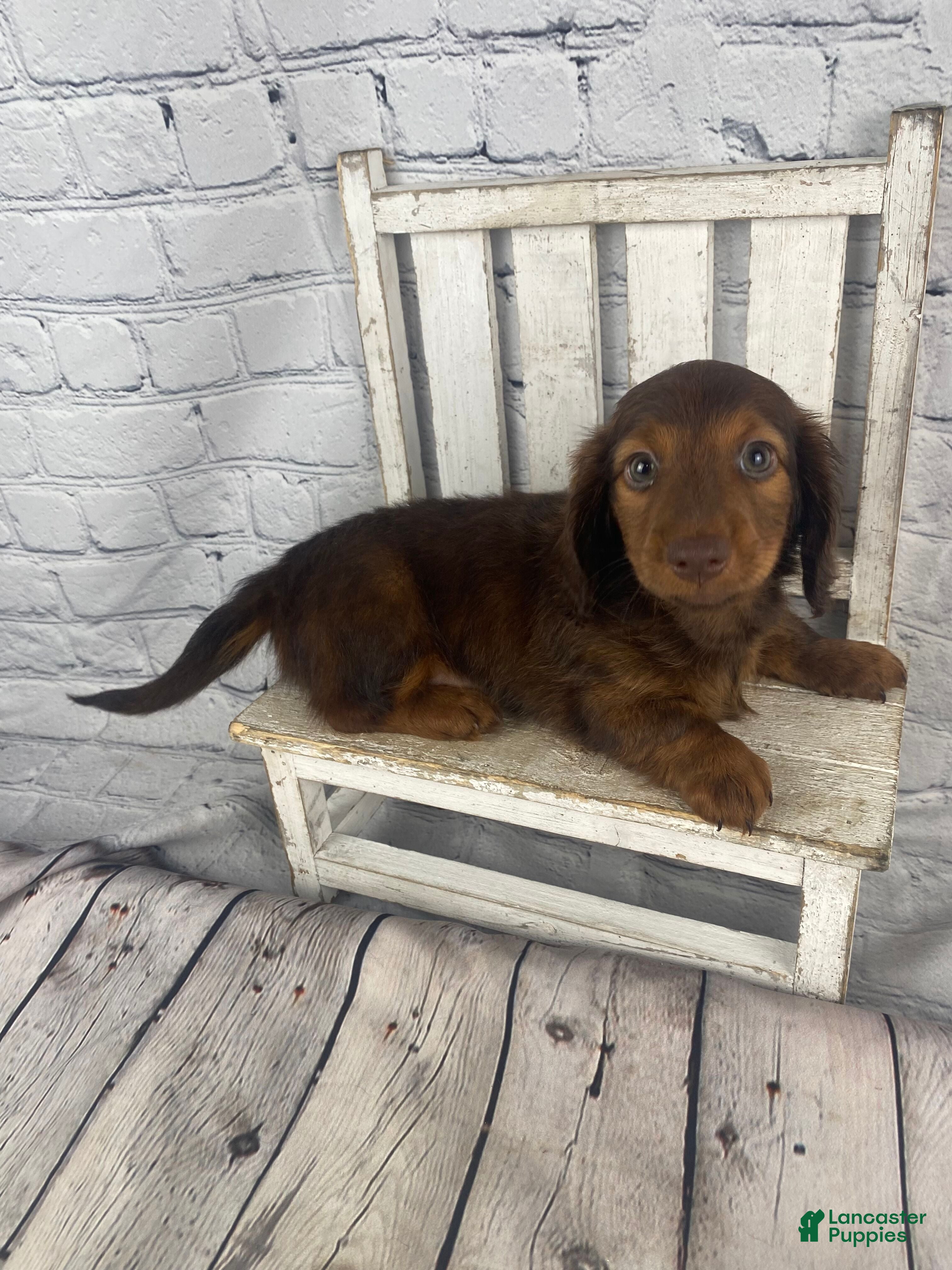 Miniature Dachshund dogs Emma - Ad 2
