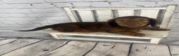 Miniature Dachshund dogs for sale: Emma - Ad 2