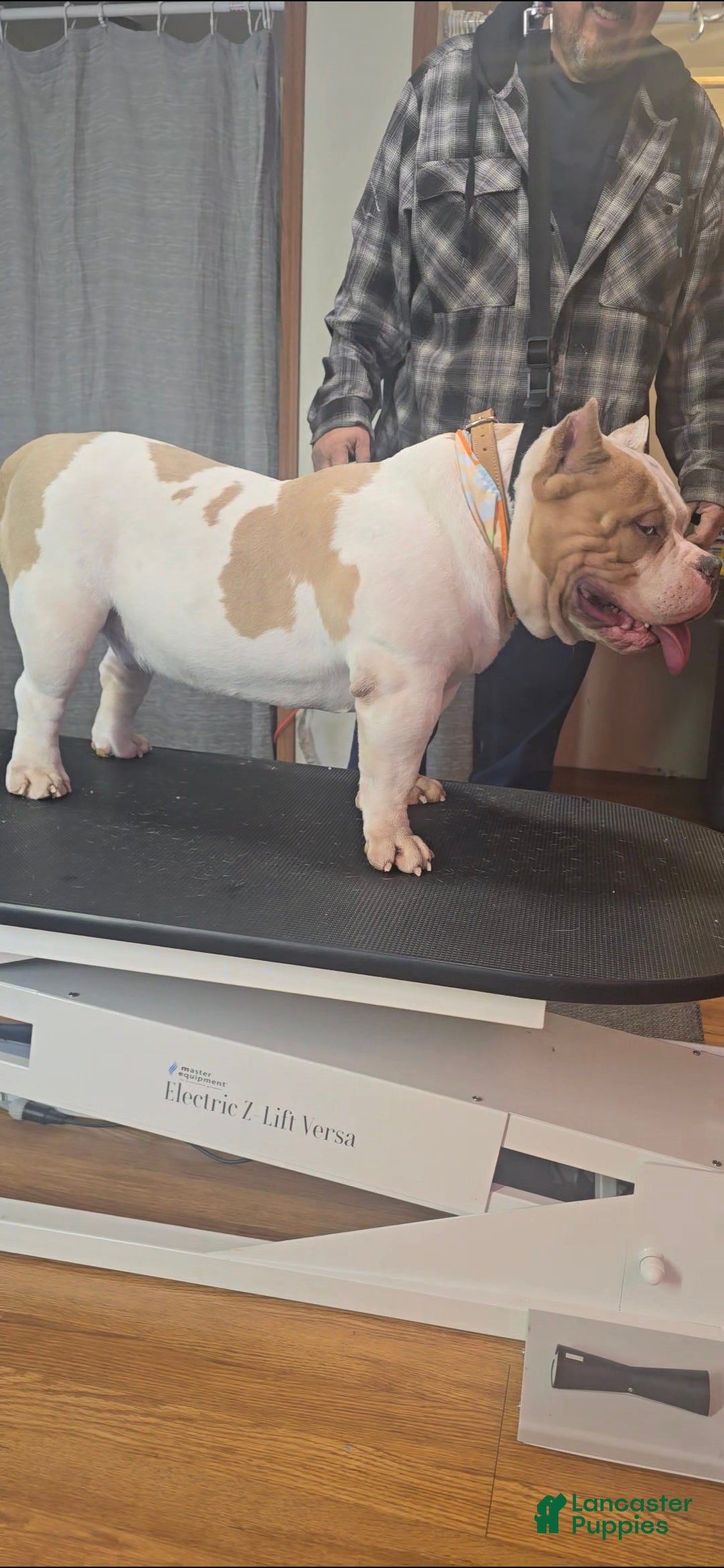 American Bully dogs for stud: American Bully 1 puppies - Ad 9