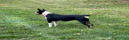 Rat Terrier dogs for sale: Old Dominion Terrior Libby - Ad 3
