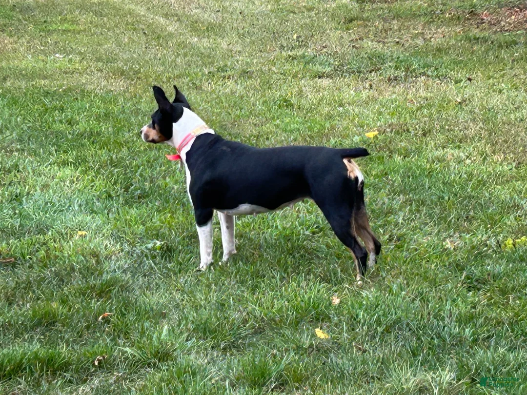 Rat Terrier dogs for sale: Old Dominion Terrior Libby - Ad 3