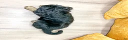 Mini Bernedoodle dogs for sale: Honey - New Video - Ad 7