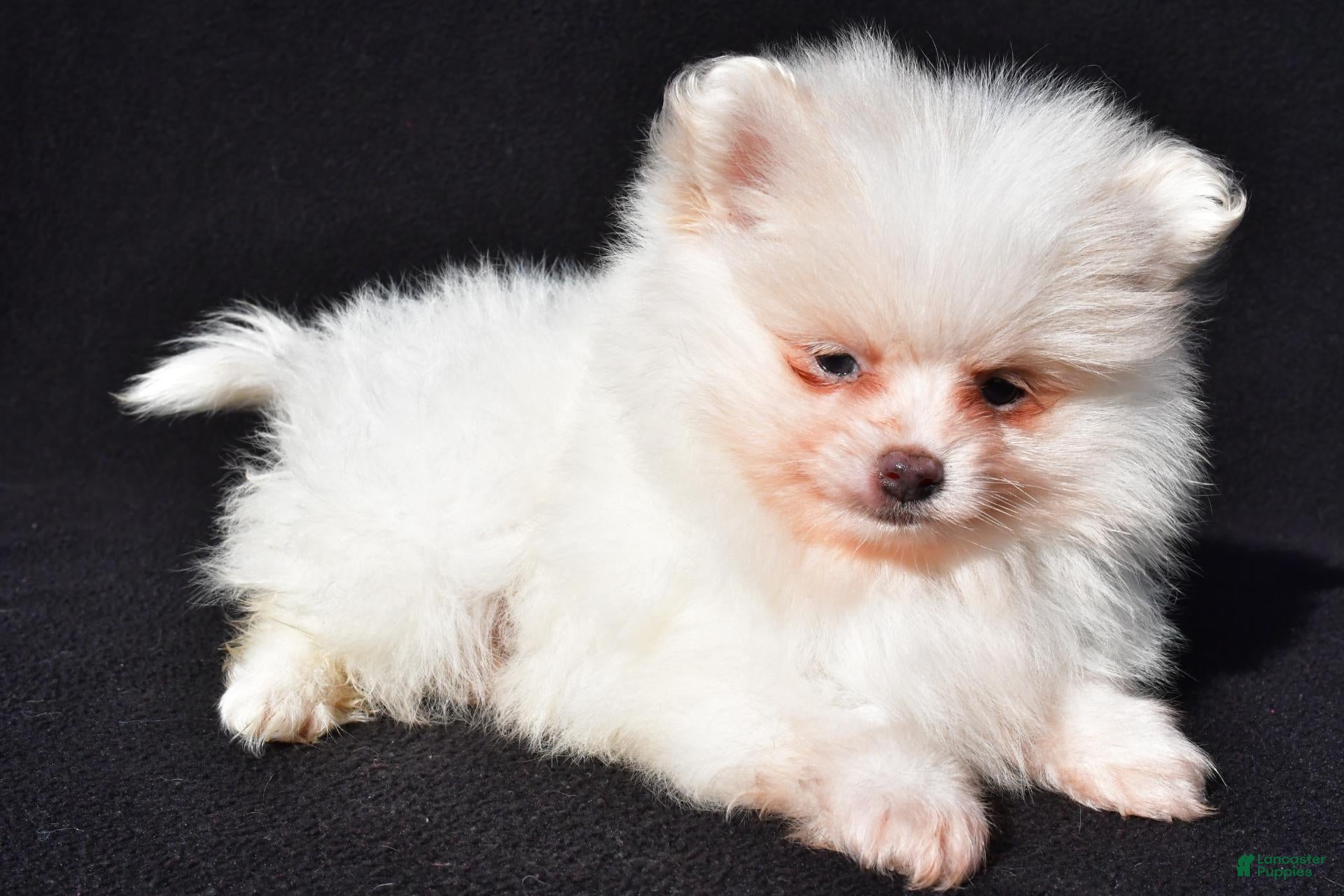 Pomeranian dogs for sale: Issac - Ad 2