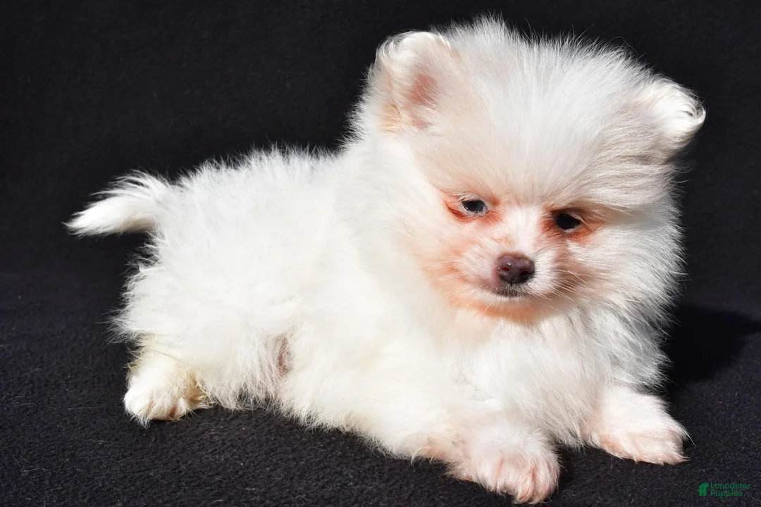 Pomeranian dogs for sale: Issac - Ad 2