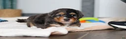 Mini Bernedoodle dogs for sale: Duke - Ad 8