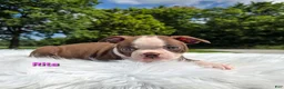 Boston Terrier dogs for sale: Rita - Ad 4