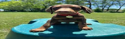 Doberman Pinscher dogs for sale: Doberman Pinscher Puppy 3 - Ad 2