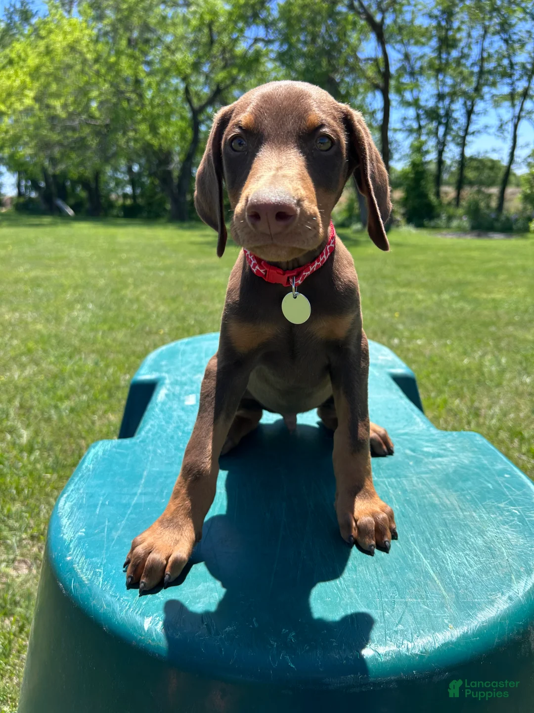 Doberman Pinscher dogs for sale: Doberman Pinscher Puppy 3 - Ad 2