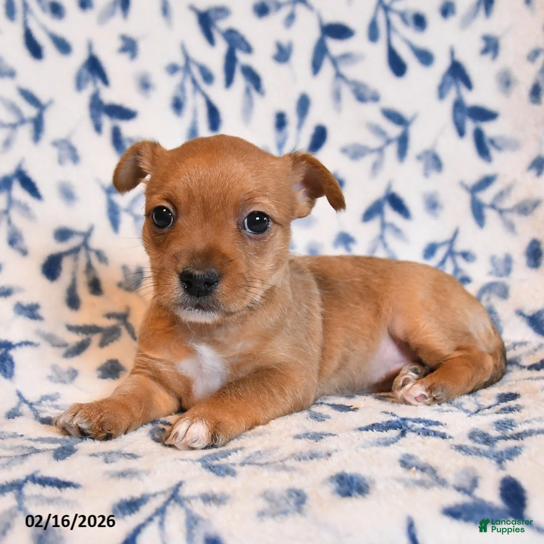 Mixed Breed dogs for sale: Geanie - Ad 2