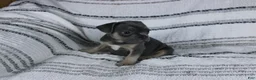 French Bulldog dogs for sale: Daniel - Ad 4
