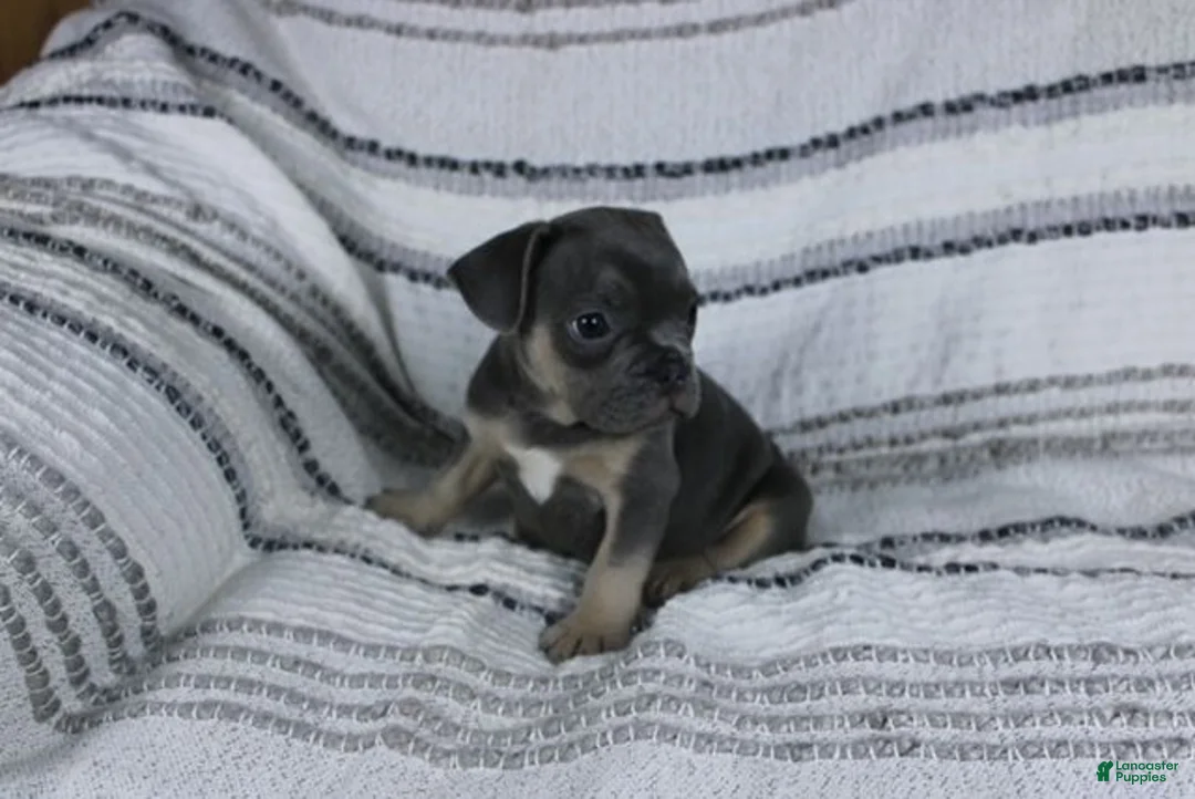 French Bulldog dogs for sale: Daniel - Ad 4