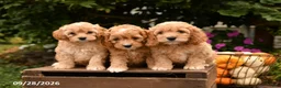 Cockapoo dogs for sale: Teddy - Ad 4