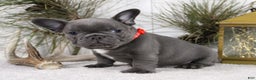 French Bulldog dogs for sale: King - Ad 4