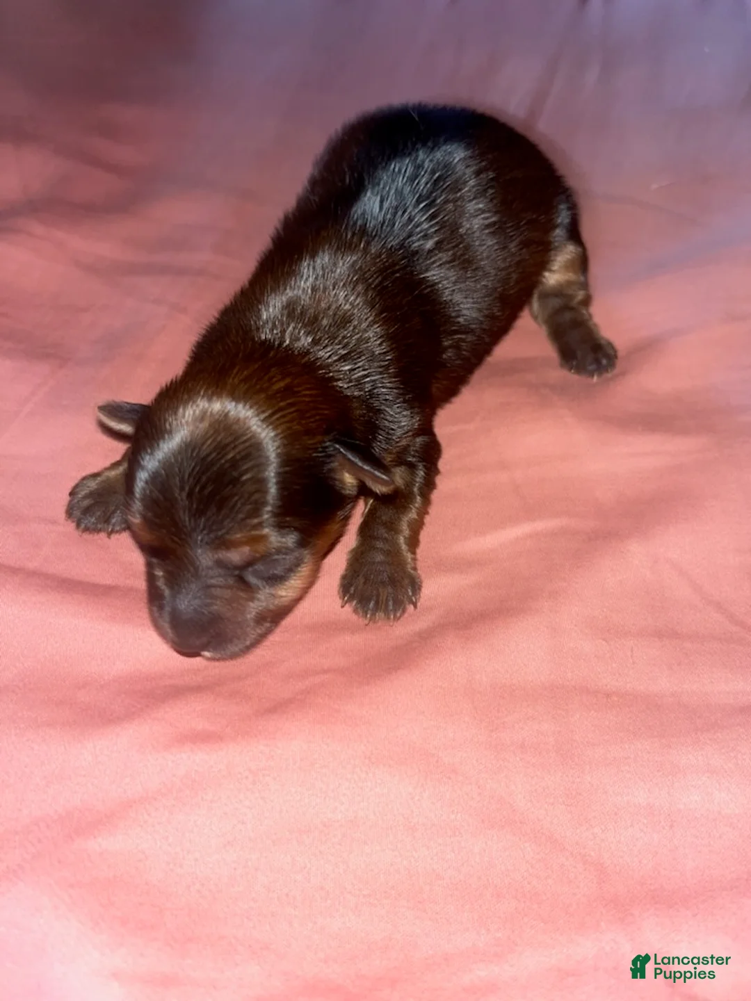 Yorkshire Terrier dogs for sale: Girl - Ad 2