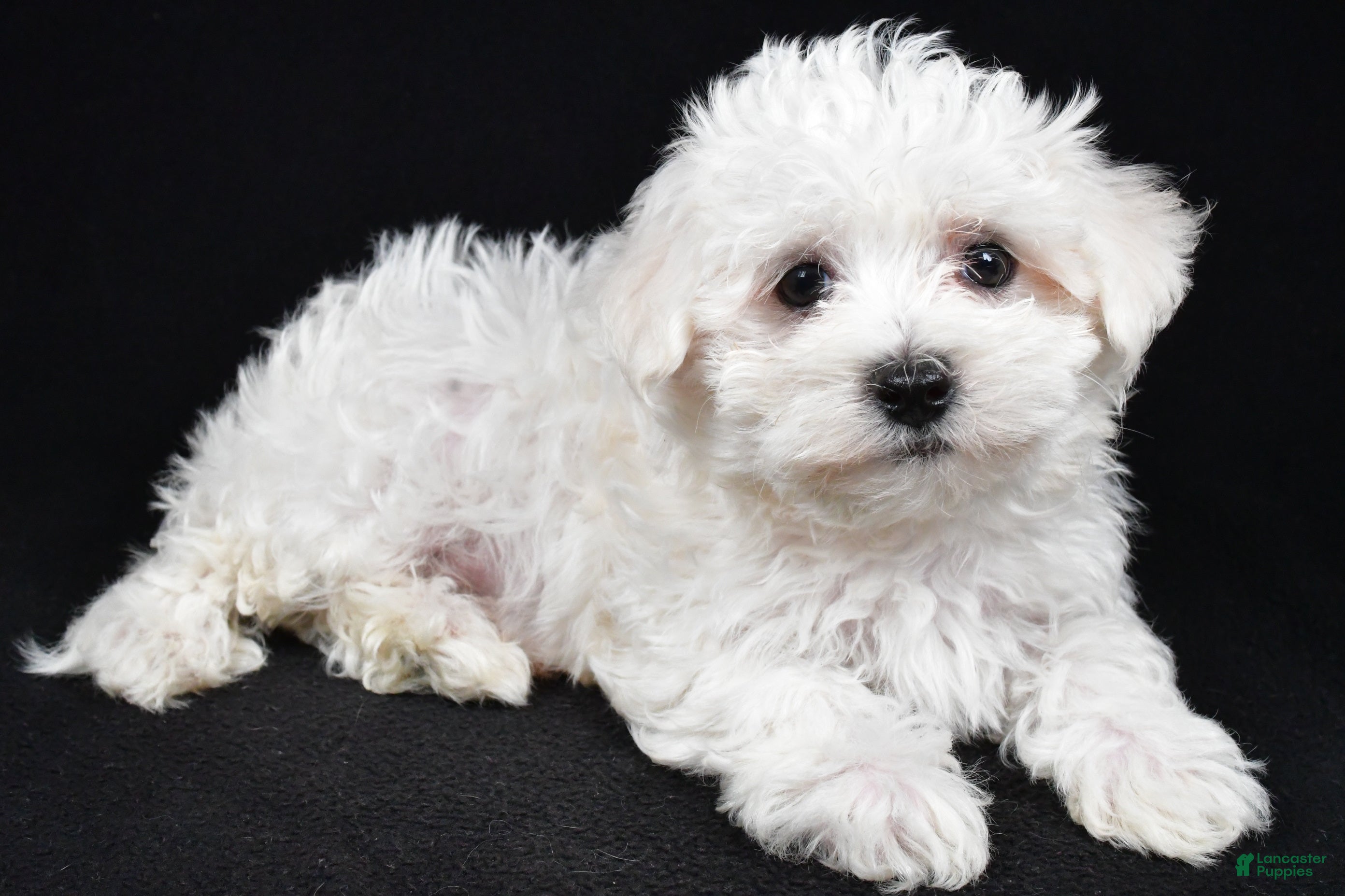 Maltese dogs Cooper - Ad 2