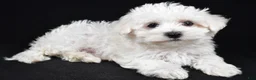 Maltese dogs for sale: Cooper - Ad 2